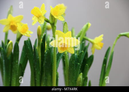 Yellow daffodils, Narcissus 'Tête-à-tête' Stock Photo