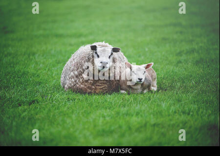 The Sheep with Lamb Lieing on the Meadow. Besides: Eastern Motive. Stock Photo