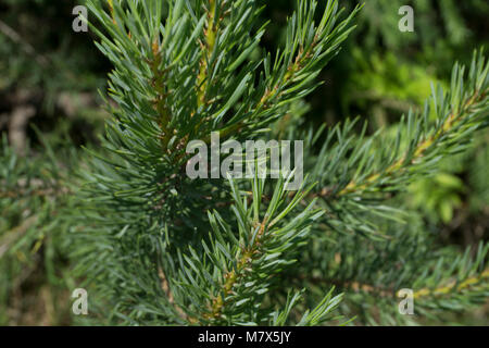 lush green needles of the coniferous tree texture Stock Photo
