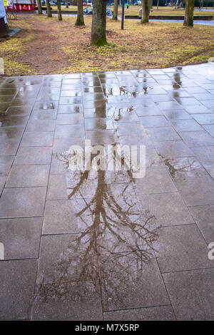 Germany, Cologne, tree is reflected in a puddle.  Deutschland, Koeln, Baum spiegelt sich in einer Pfuetze. Stock Photo