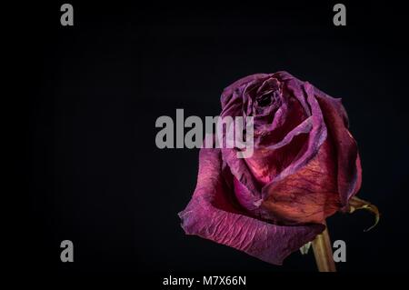 A single, dried up, dead rose against a black background Stock Photo