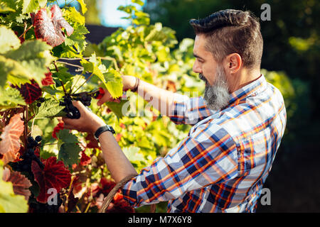 Handsome winemaker cutting grapes at a vineyard in sunny day. Stock Photo