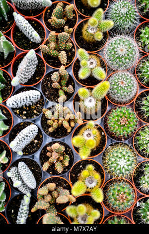 High angle view cactus plants Stock Photo