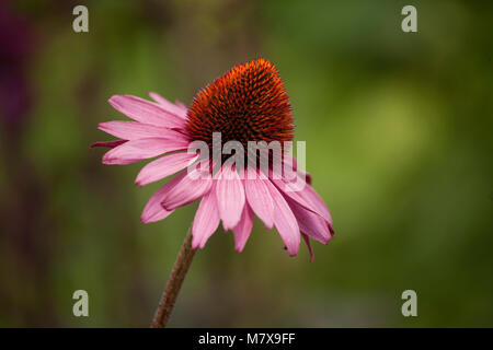 pink flower with large domed centre outside in garden Stock Photo