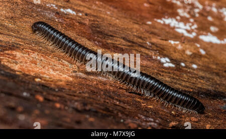 White-legged Snake Millipede (Tachypodoiulus niger) resting on tree stump in woodland. Tipperary, Ireland Stock Photo