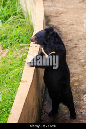big black bear stands near barrier wall in zoo of tropical park in Asia Stock Photo