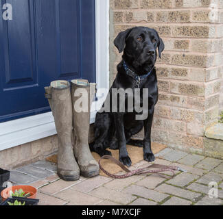 A black labrador is sitting on a doorstep with a dog lead at his feet waiting for a walk. His owner's wellington boots are next to him. Stock Photo