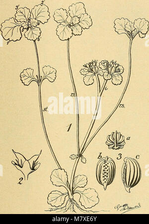 Bulletin de la Société botanique de Genève (1913) (20445185751) Stock Photo