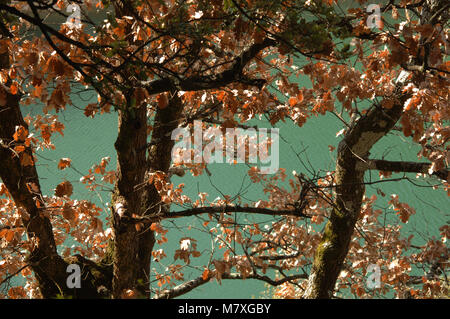 Looking down on a blue, green lake, through the branches and orange leaves of an autumn oak. Stock Photo