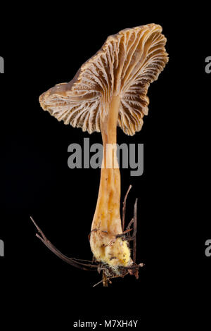 A single winter chanterelle-Cantharellus tubaeformis-photographed on a black background. Hampshire England UK GB Stock Photo