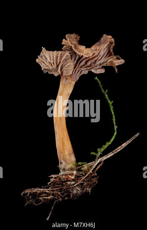 A single winter chanterelle-Cantharellus tubaeformis-photographed on a black background. Hampshire England UK GB Stock Photo