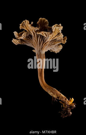 A single winter chanterelle-Cantharellus tubaeformis-photographed on a black background. Hampshire England UK GB Stock Photo