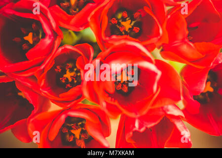 banch of tulips flowers Stock Photo