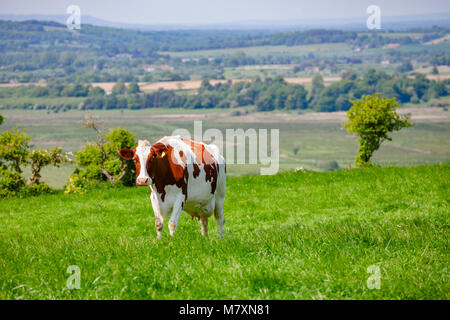 Holstein Friesian dairy cow at pasture on the South Downs hill in rural Sussex, Southern England, UK Stock Photo