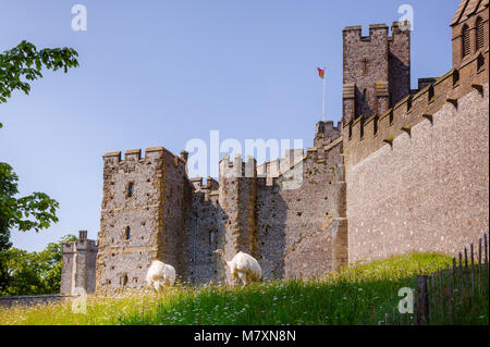 Ostriches grazing at restored and remodelled medieval motte-and-bailey castle in Arundel, West Sussex, South East England, UK Stock Photo
