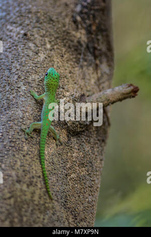Koch's giant day gecko - Phelsuma madagascariensis kochi, beautiful colorful diurnal gecko endemic in Madagascar, Tsingy area. Stock Photo