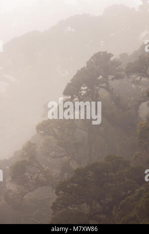 Misty weather in the cloudforest of La Amistad National Park, Chiriqui province, Republic of Panama. Stock Photo