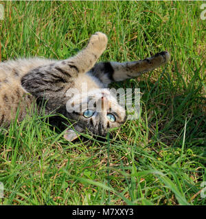 domestic cat, black tabby, lying on a meadow Stock Photo