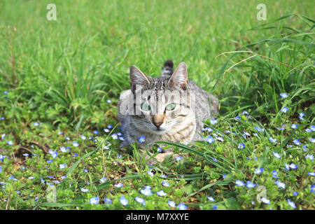 domestic cat, black tabby, lying in the grass Stock Photo