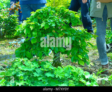 Outstanding specimen informal upright Hornbeam bonsai being grown in the ground in an enthusiasts garden in Bangor Northern Ireland Stock Photo