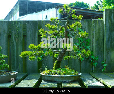 Outstanding specimen informal upright Black Pine bonsai on display in an enthusiasts garden in Bangor Northern Ireland Stock Photo