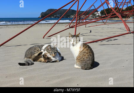 three domestic cats, black tabby white, at the beach Stock Photo