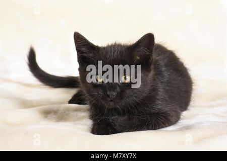 black kitten, 8 weeks old Stock Photo