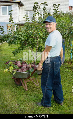 An elderly man with a wheelbarrow red beets in his garden Stock Photo