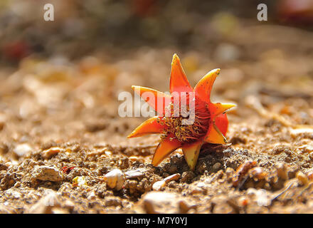 one pomegranate blossom on the ground. Low angle and close up capture Stock Photo