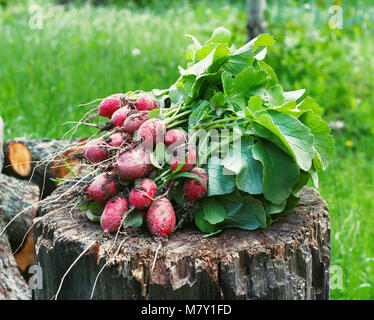 Fresh radishes two with tops on a wooden stump sunny day. Stock Photo