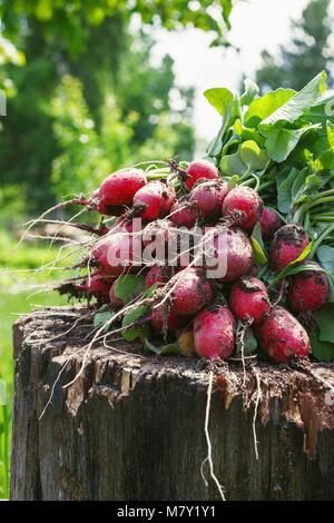 Fresh radishes two with tops on a wooden stump sunny day. Stock Photo