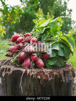 Fresh radishes two with tops on a wooden stump sunny day. Stock Photo