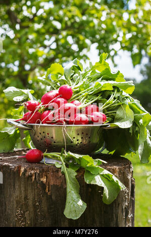 Fresh radishes two with tops on a wooden stump sunny day. Stock Photo