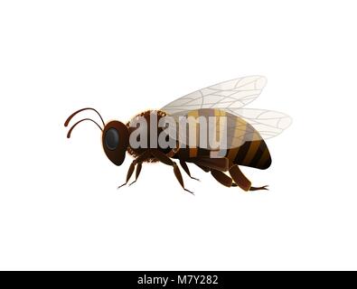 Striped honey bee side view vector icon Stock Vector