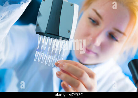 using a multi channel pipette for pcr  processing in microbiological laboratory Stock Photo