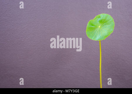 Close up one fresh leaf of Centella asiatica plant on grey wall background. Composition with empty space for text or design Stock Photo