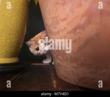 An exotic shorthair kitten (8 weeks) hiding behind house plants. Stock Photo