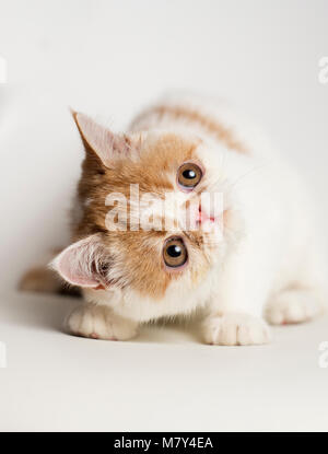 An exotic shorthair kitten looking up (8 weeks.) Stock Photo