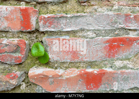 Tiny green plant emerging from old brick wall Stock Photo