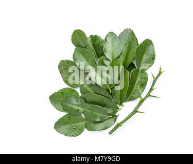 Leaves of Bergamot tree or kaffir lime leaves isolated on white background. Top view Stock Photo