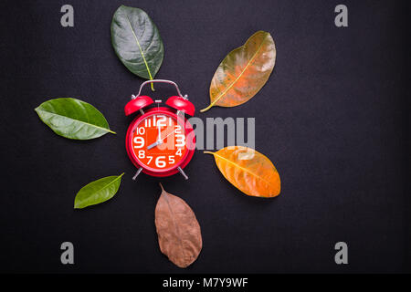 Different color and age of leaves of the jackfruit tree leaves from fresh green to dry brown and red alarm clock on black background. For time and env Stock Photo