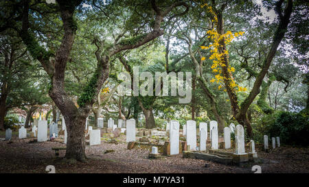 Trees and ivy in a cemetary with headstones Stock Photo