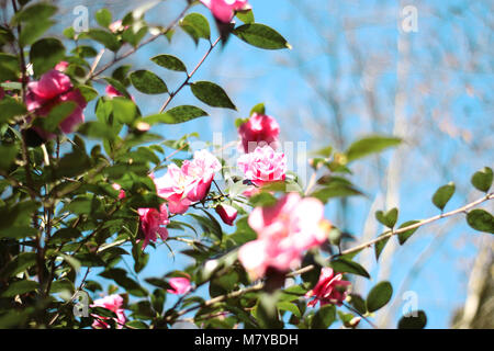 Close up of the pink flowers growing in the Roath Park Gardens in Spring Stock Photo