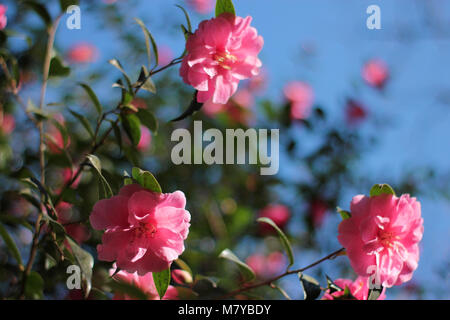 Close up of the pink flowers growing in the Roath Park Gardens in Spring Stock Photo
