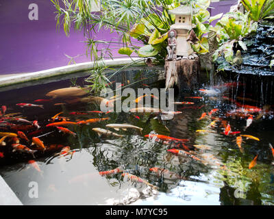 japanese koi fish national arboretum washington dc Stock Photo - Alamy