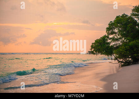 Deserted heavenly beach, with turquoise water and pink yellow sky at sunset, with trees on the sand close to the sea Stock Photo