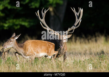 Red deer (Cervus elaphus) stag chasing hind / female in heat during the rutting season in autumn
