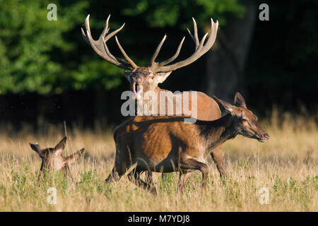 Red deer (Cervus elaphus) hinds and stag bellowing in grassland at forest's edge during the rut in autumn Stock Photo