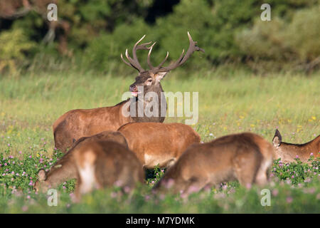 Herd of red deer (Cervus elaphus) stag with hinds / females grazing in meadow at forest's edge during the rut in autumn Stock Photo