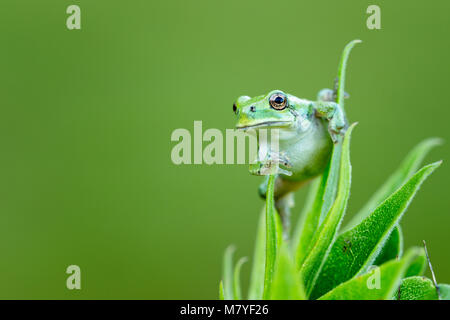 Green tree frog on green plant Stock Photo